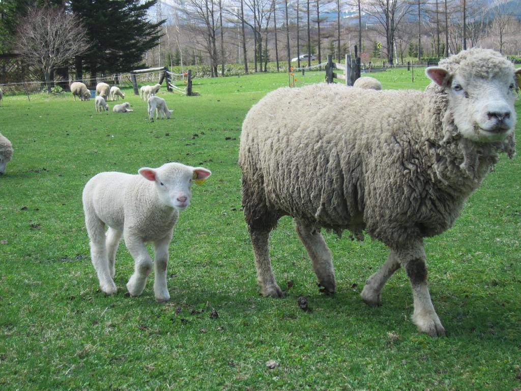 Yorkshire Farm Βίλα Shintoku Εξωτερικό φωτογραφία
