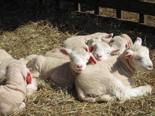 Yorkshire Farm Βίλα Shintoku Εξωτερικό φωτογραφία