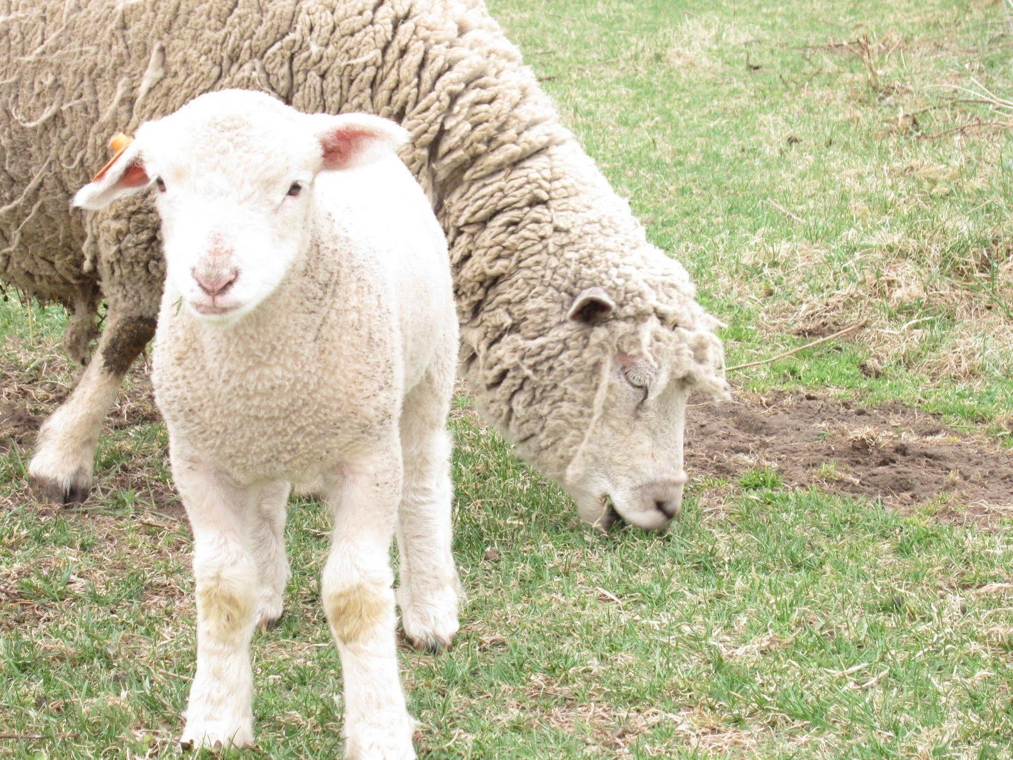 Yorkshire Farm Βίλα Shintoku Εξωτερικό φωτογραφία