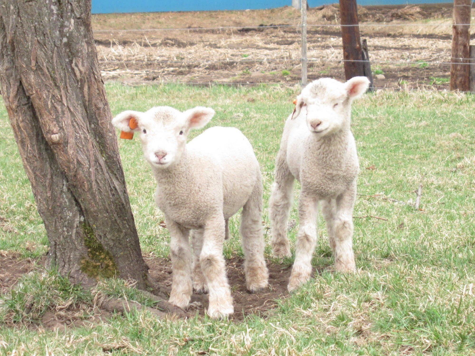 Yorkshire Farm Βίλα Shintoku Εξωτερικό φωτογραφία