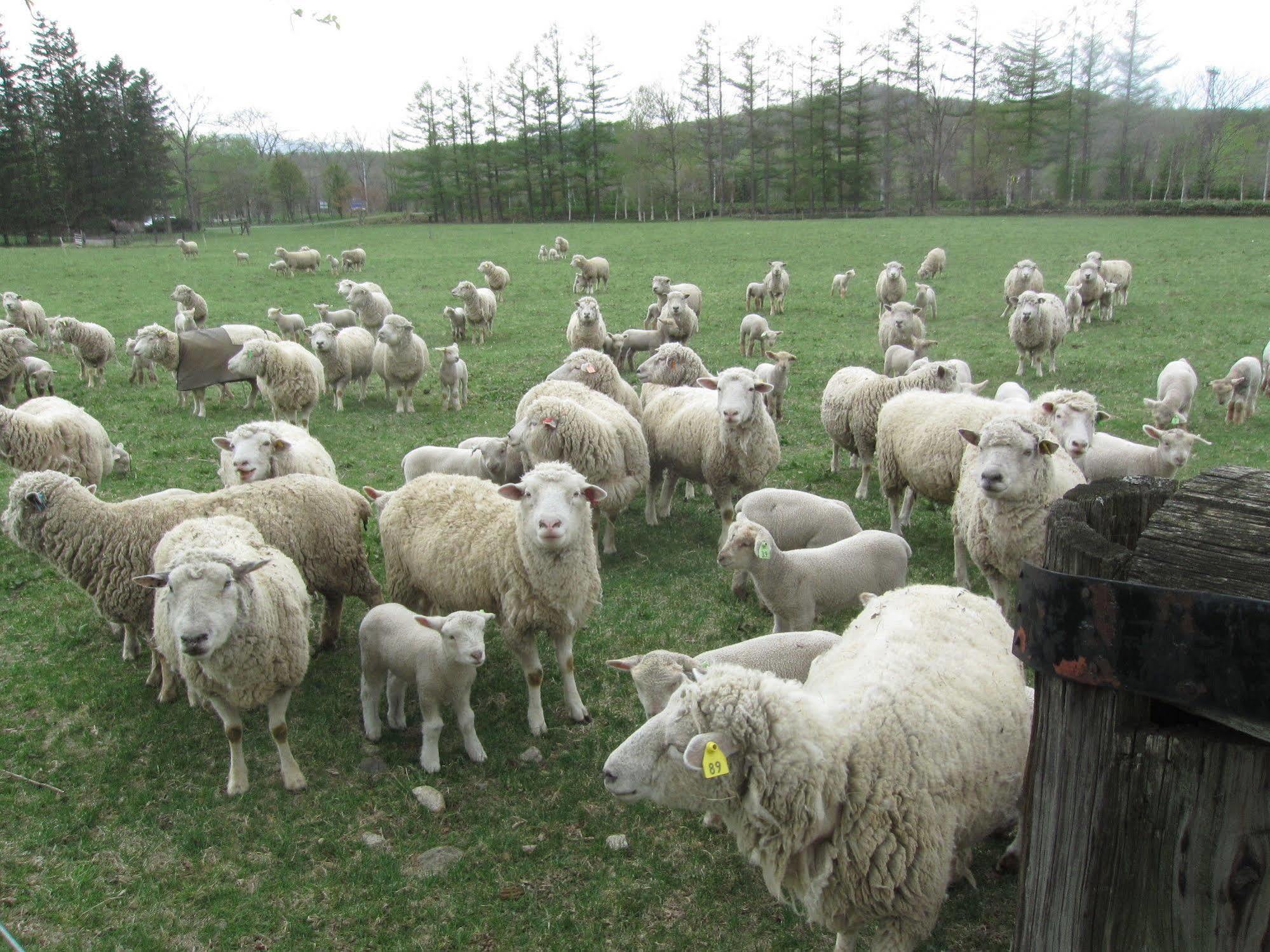 Yorkshire Farm Βίλα Shintoku Εξωτερικό φωτογραφία